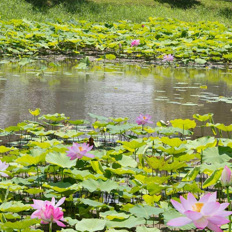 疏洪荷花公園